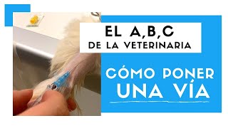 ¿CÓMO PONER UNA VÍA  Medicina Veterinaria 🐶 [upl. by Akived843]