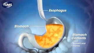 The Science Behind TUMS [upl. by Oika651]