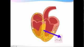 ECGpedia ECG introductiecursus de basics [upl. by Odnomar35]