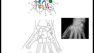 Os et articulations de la main [upl. by Reginauld]