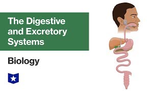 The Digestive and Excretory Systems  Biology [upl. by Mima]