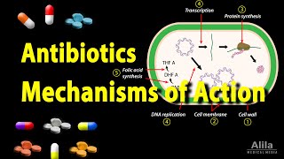 Antibiotics  Mechanisms of Action Animation [upl. by Assyral]