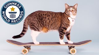 Most tricks by a cat in one minute  Guinness World Records [upl. by Inajna]