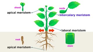 Types of Plant Cells [upl. by Ethan49]