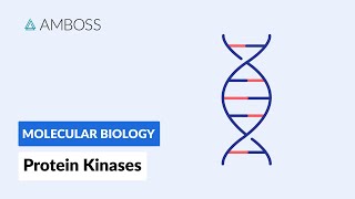 Protein Kinases Cell Signaling and Phosphorylation [upl. by Ahker]