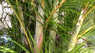 Areca Palm Stump and ReCLUMP the Clump The Secret to Success  Part 1 [upl. by Doe]