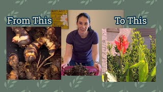 Potting up Cannas Indoors [upl. by Studner887]