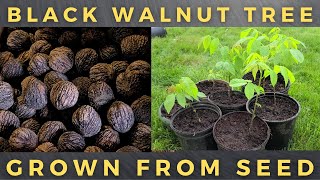 How To Grow Black Walnut Tree From Seed [upl. by Eudo]