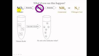 Nitrate Test [upl. by Ahcim907]