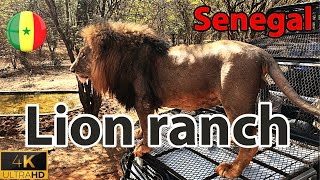 I Went to a Lion Ranch in Senegal [upl. by Nesnar86]