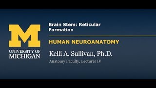 Nervous System Reticular Formation [upl. by Ayra]