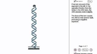 DNA Supercoiling Animation [upl. by Anierdna797]