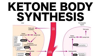 Ketone Body Synthesis [upl. by Maril]