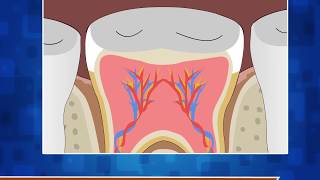 Structure of Tooth  Science Class 4 [upl. by Pinter]