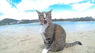 HAPPY DOGS amp CAT in AUSTRALIA  Pharrell Williams quotHAPPYquot song [upl. by Whitelaw977]