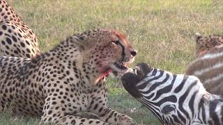 Cheetahs eating a zebra [upl. by Klimesh877]