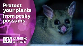 Protect your precious produce from pesky possums  Wow to  Gardening Australia [upl. by Leumek]