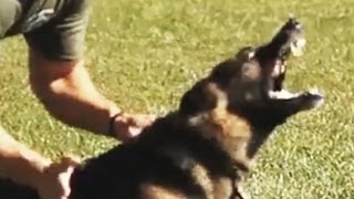 K9 Hard Hitting Takedowns and Apprehensions [upl. by Shaefer]