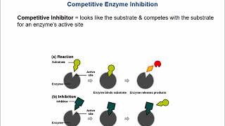 Enzyme Kinetics [upl. by Ettennat]