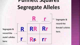 BioLect Punnett Squares P F1 amp F2 generations [upl. by Luapnoj]