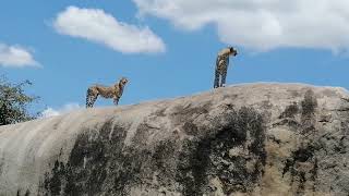 Cheetahs Acinonyx jubatus on the Kopjes of Serengeti National Park Tanzania [upl. by Nonaihr]