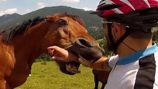 Top 5 Crazy Horses  JukinVideo Top Five [upl. by Sedlik]