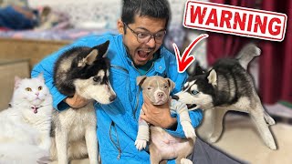 Bully Dog vs Husky Fight 🚨 Most Aggressive Dog ￼breed￼  Dog can talk 290  Rott  Review reloaded [upl. by Lillian726]