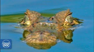 Orinoco Basin Venezuela  Full Documentary [upl. by Ahouh137]