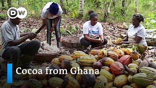 Rethinking cocoa cultivation in Ghana  Global Ideas [upl. by Lap]