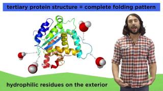 Protein Structure [upl. by Sabian]