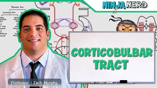 Neurology  Descending Tracts Corticobulbar Tract [upl. by Heuser63]