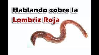 Conociendo a la Lombriz Roja Californiana  En Vivo [upl. by Eiuqram493]