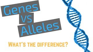 Genes vs Alleles [upl. by Georas]