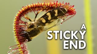 Sundew The Sticky Plant With A Killer Instinct [upl. by Rockel]