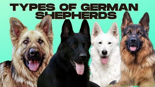 German Shepherd Types  5 Types of German Shepherds [upl. by Milman415]