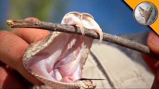 Rattlesnake with Double Fangs [upl. by Dleifyar]