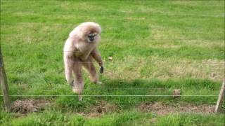 Gibbon freaks out over hedgehog [upl. by Aranat]