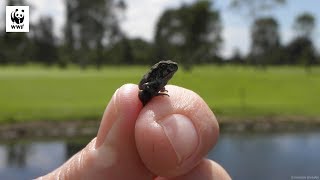 Releasing Cane Toads To Save Our Native Species  WWFAustralia [upl. by Bordie]