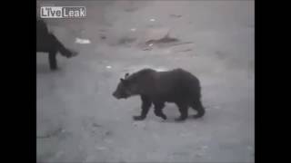 RUSSIAN MAN VS BEAR [upl. by Afatsom]