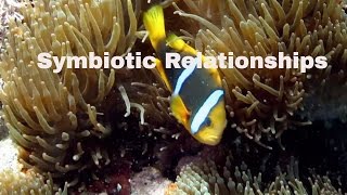 Symbiotic RelationshipsDefinition and ExamplesMutualismCommensalismParasitism [upl. by Aroled]