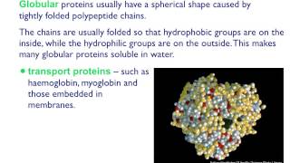 AS level B4 Fibrous and globular proteins [upl. by Enelehcim518]