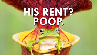 You Won’t Believe What Pitcher Plants Charge In Rent [upl. by Nyrem]