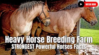 Heavy Horse Breeding Farm  STRONGEST Powerful Horses Facts [upl. by Masry]