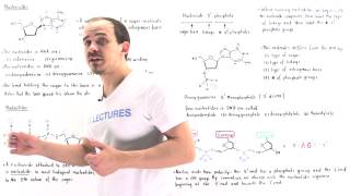 Nucleosides and Nucleotides [upl. by Doykos]