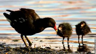 Moorhen  bird call [upl. by Lidstone267]