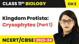 Kingdom Protista Crysophytes Part 1  Biological Classification Class 11 Biology Ch 2 NCERTCBSE [upl. by Nye]