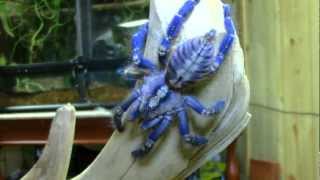 Poecilotheria Metallica Gooty Sapphire Ornamental [upl. by Fox]