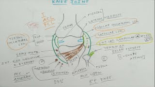 Knee Joint Anatomy  1 Basic  Dr Pawan nagar [upl. by Shoshanna]