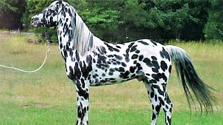 10 Beautifully Colored Rare Horse Breeds [upl. by Ysset]