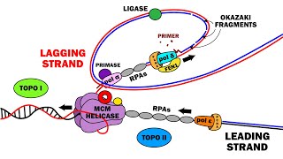 DNA REPLICATION 23  ELONGATION [upl. by Nita]